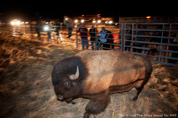 Bison released at Fort Peck, MT