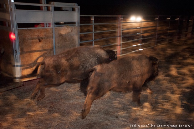 Bison released at Fort Peck, MT