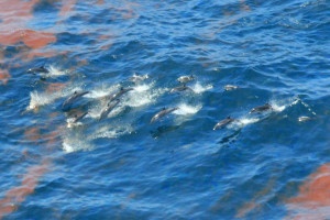 Striped dolphins swim through BP oil, April 2010 (NOAA's National Ocean Service)