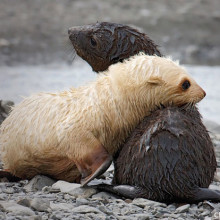 Antarctic Fur Seal Pups