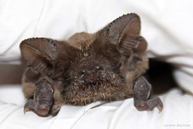 Bat from Sonoma County Wildlife Rescue