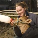 Student feeds a calf