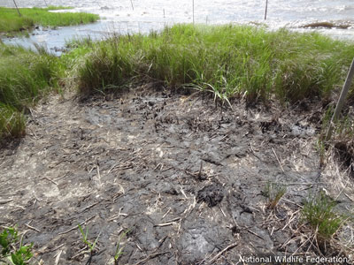 Tar mat coats marsh in Bay Jimmy off Louisiana's Barataria Bay
