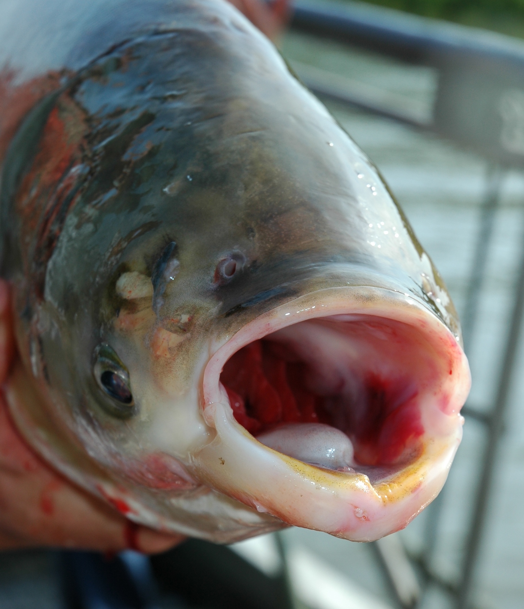 EPA official says feds are winning Asian carp war - The National Wildlife  Federation Blog
