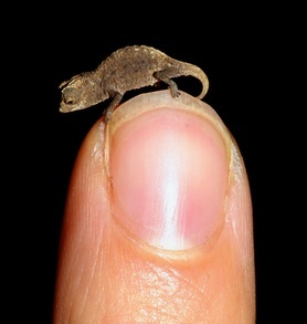 Smallest Chameleon