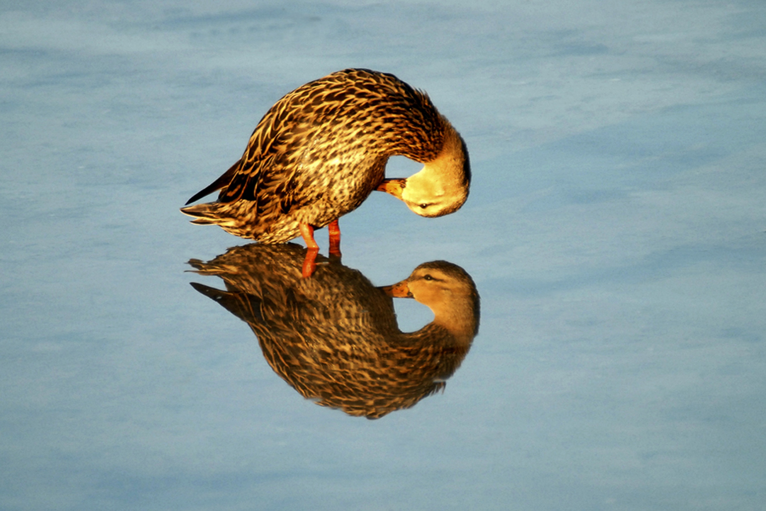 Nature's “Mirror Mirror”: 13 Spectacular Photos with Water Reflection - The  National Wildlife Federation Blog
