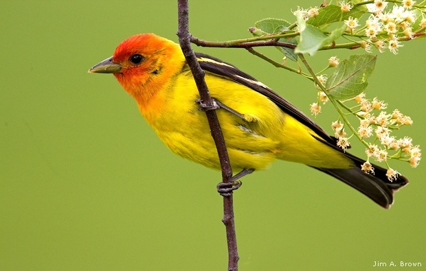 Western tanager in Jackson, Wyoming