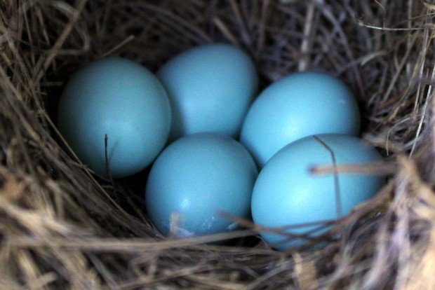 Easter, Eggs and Your Backyard - The National Wildlife Federation Blog