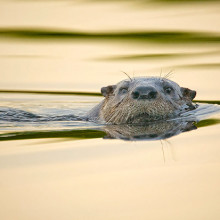 River otter, Ding Darling National Wildlife Refuge