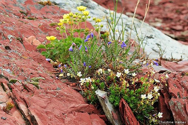 Wildflowers in Glacier National Park, Montana