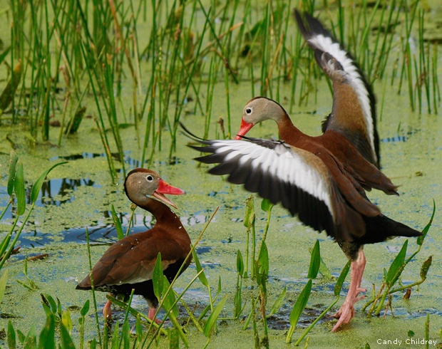 Black-bellied whistling ducks in a marsh near Delray Beach, FL