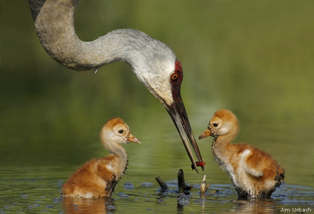 Sandhill crane chicks forage with their parent in a Florida pond