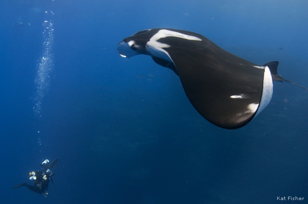 Giant manta ray, Socorro Island, Mexico