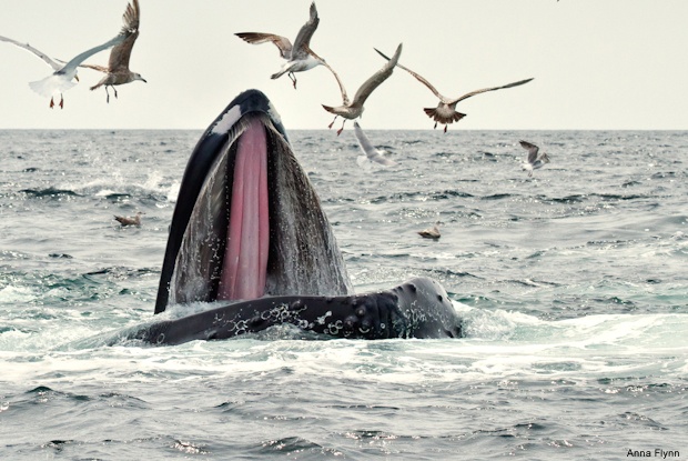 Humpback whale, Cape Cod Bay, Massachusetts