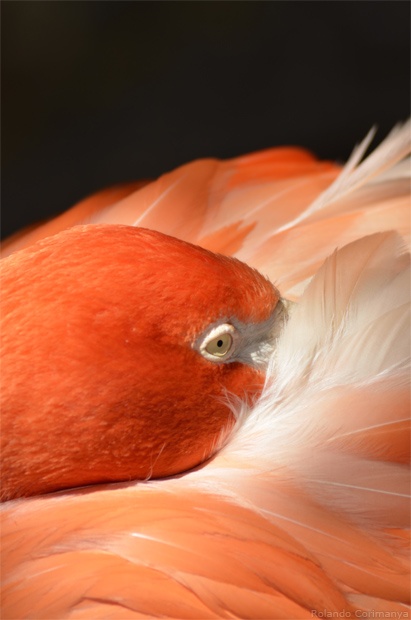 Flamingo in the West Palm Beach Zoo