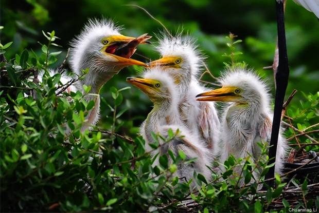 Great egret chicks in High Island, Texas