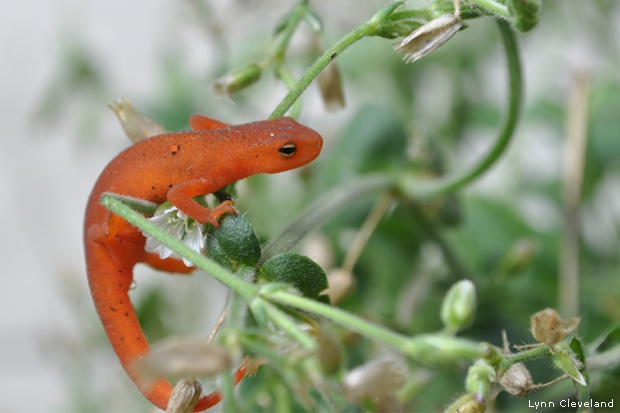 Red-spotted newt in its "red eft" stage climbing through a garden in New York