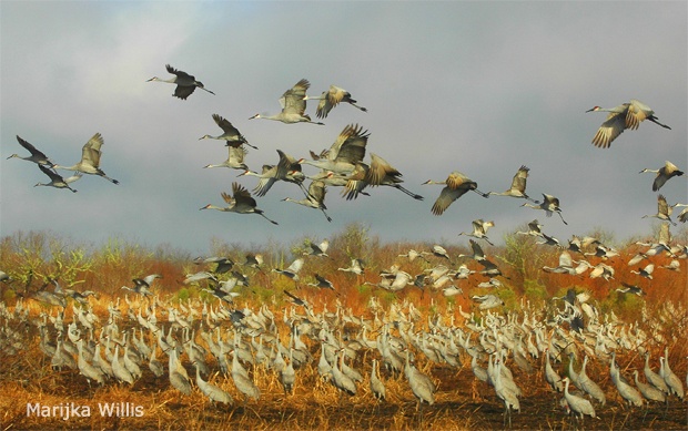 Sandhill cranes in Paynes Prairie Preserve, Florida