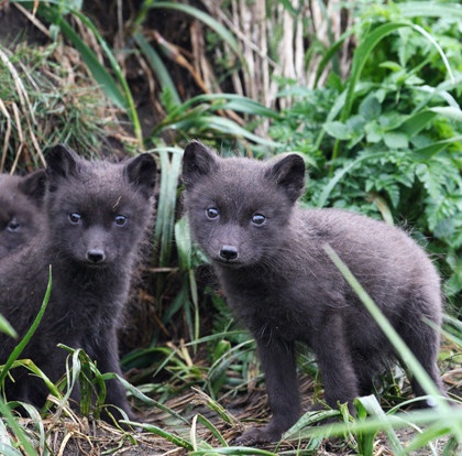 Photo of the Day: Arctic Fox Kits • The National Wildlife Federation