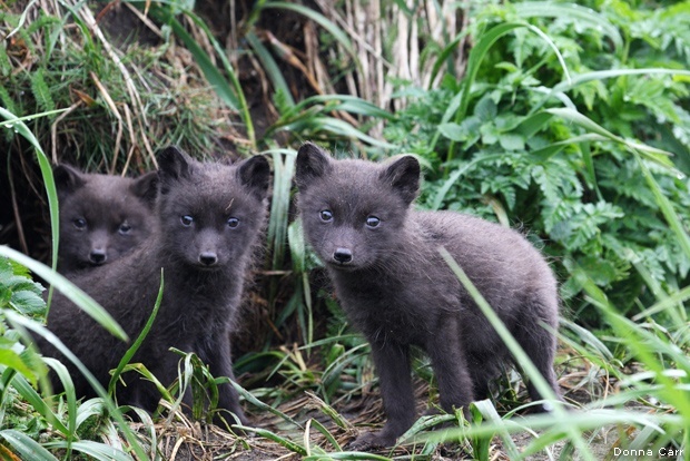 Arctic fox kits on St. Paul, Pribilof Islands ,Alaska