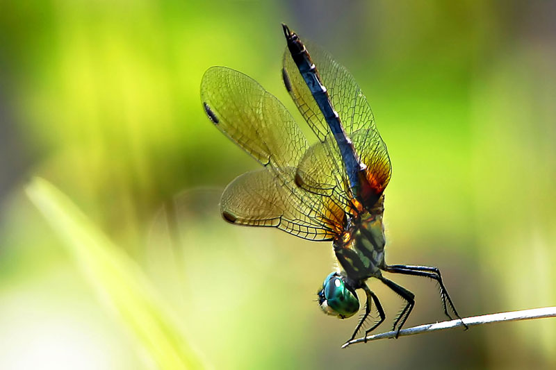 Backyard Wildlife Color of the Week: BLUE - The National Wildlife ...