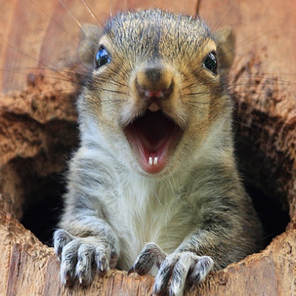 What a Squirrel Wants - #Squirrels4Good • The National Wildlife ...