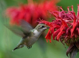 Ruby-throated hummingbird by Bud Hensley