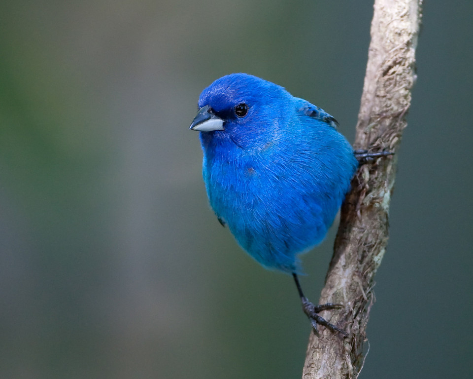 Backyard Wildlife Color of the Week: BLUE - The National Wildlife  Federation Blog