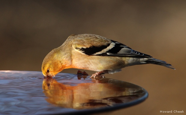 American goldfinch drinking from a birdbath