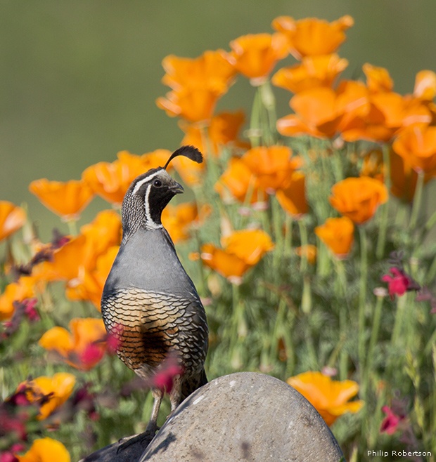 California quail in front of California poppies
