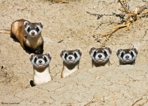 Black-footed ferret mother and kits, USFWS National Conservation Center