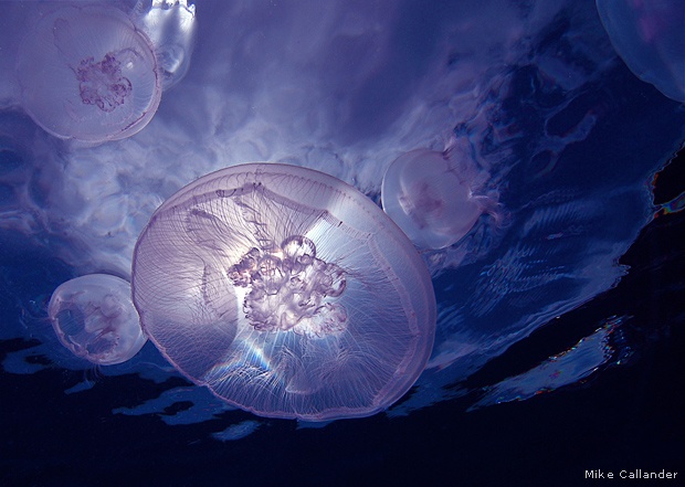 Moon jellies, Australia