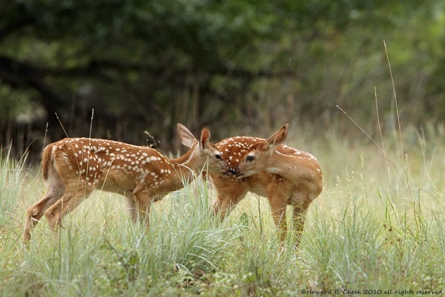 White-tailed fawns on a rainy morning in Texas