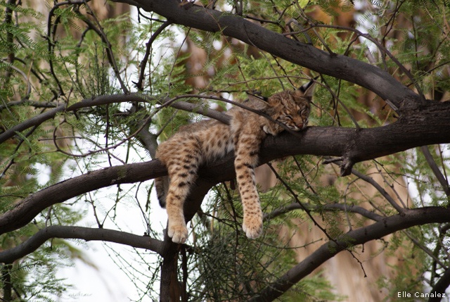 Bobcat napping in a tree; Tucson, Arizona