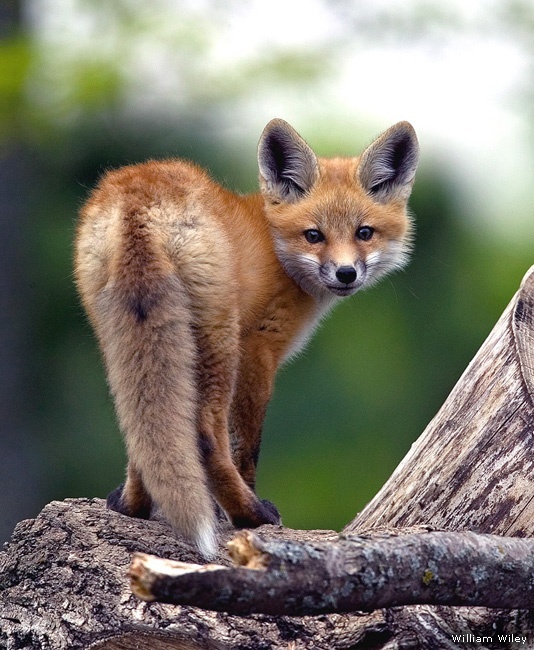 Red fox kit by William Wiley