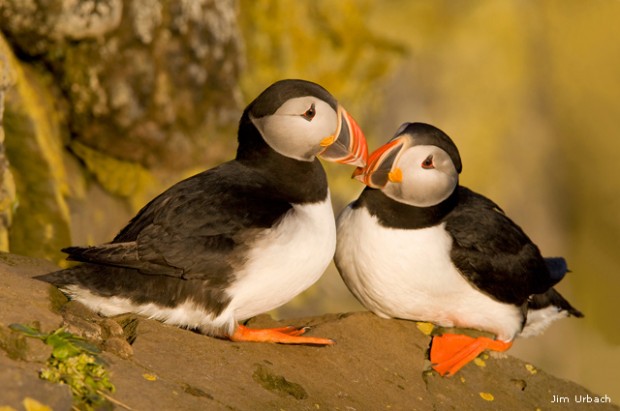 Atlantic puffins in Latrabjarg, Iceland