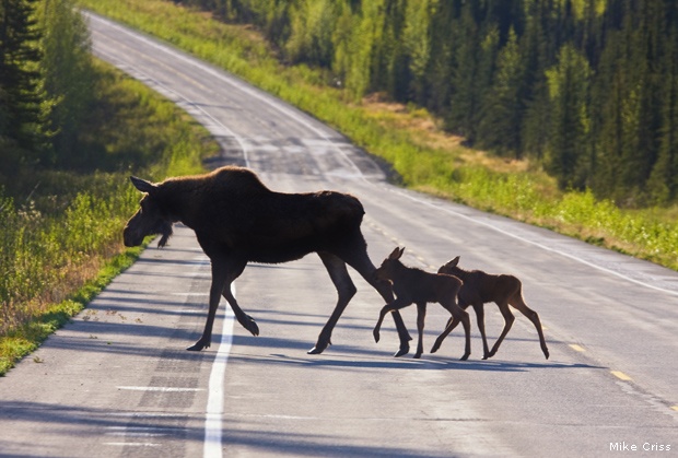 Moose and calves crossing road, Alaska