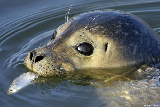 Atlantic harbor seal, Cheesequake Creek Inlet, New Jersey