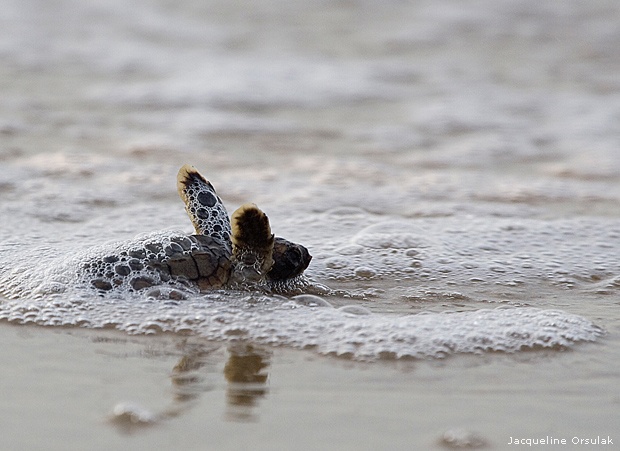 Loggerhead sea turtle hatchling, Outer Banks, North Carolina
