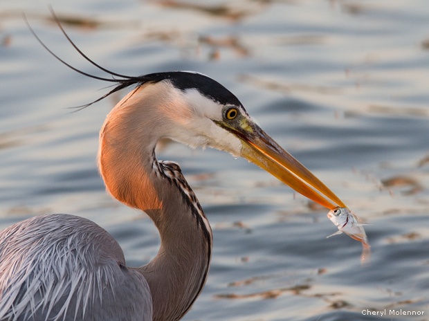 Great blue heron with fish, Anclote Pier, Florida