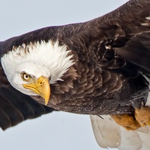 Bald Eagles have recovered in large part due to EPA regulation of chemicals. Photo by Robert Palmer.