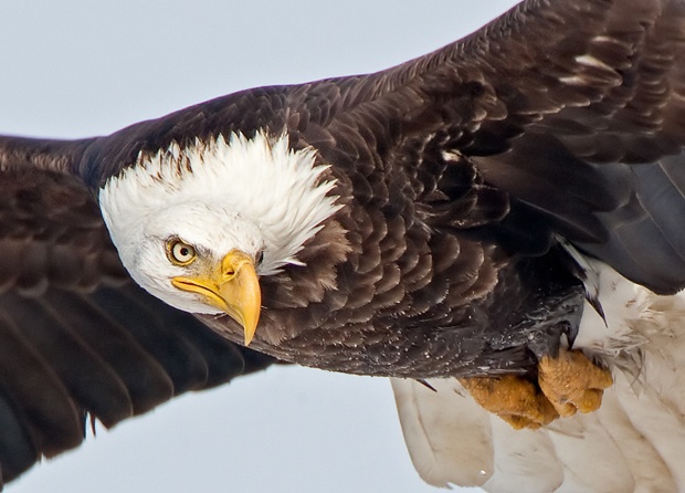 Bald Eagles have recovered in large part due to EPA regulation of chemicals. Photo by Robert Palmer.