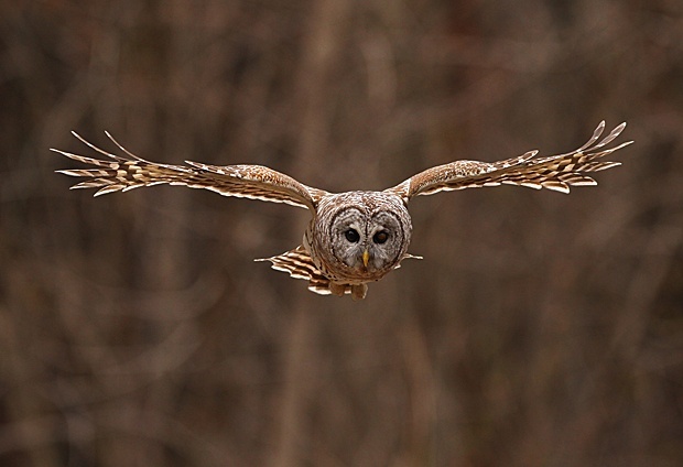 Barred Owl by Peggy Hanna
