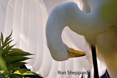 egret, National Wildlife photo contest, Rob Sheppard