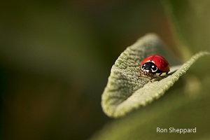 photography tips, photo tips, nature photography, Rob Sheppard, ladybird beetle