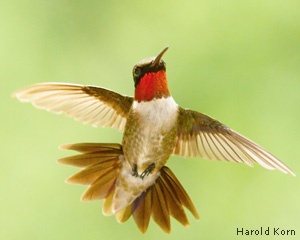 Male ruby-throated hummingbird