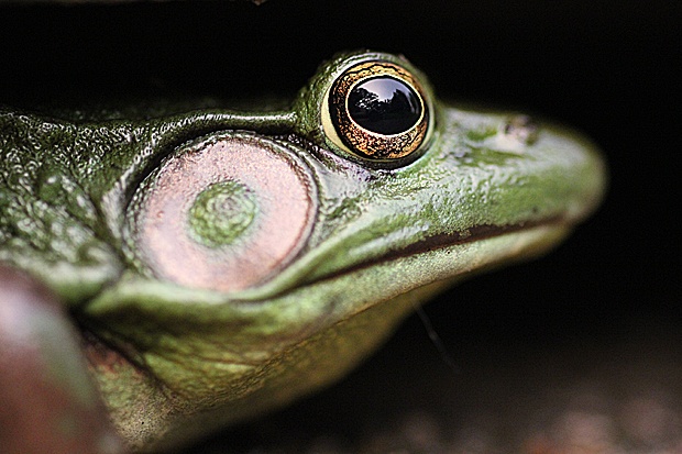 Frog Close-up by Evan Gracie