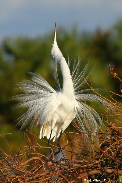 Great egret by Flickr member East Wind
