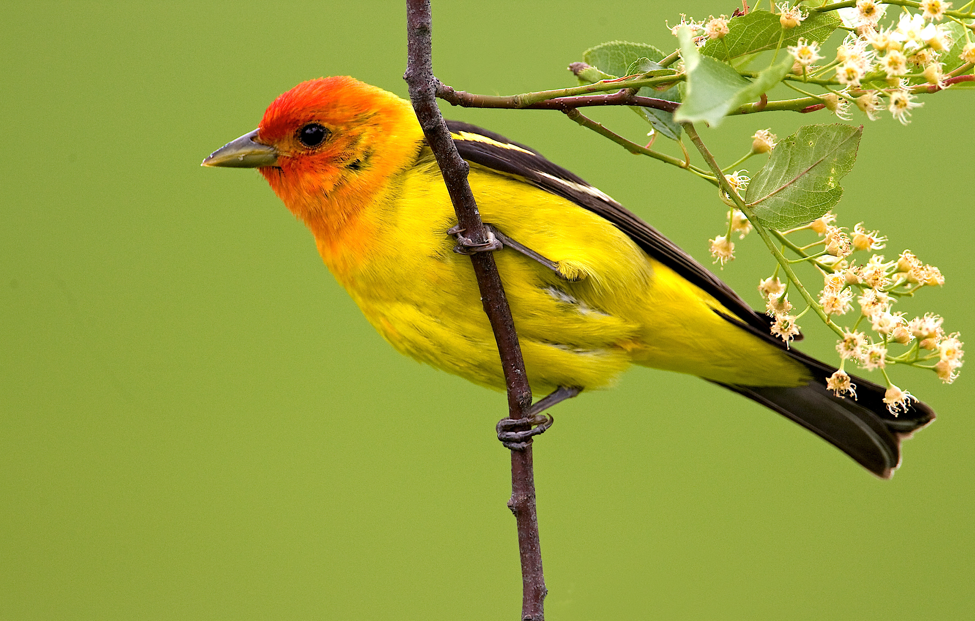 Птицы с желтым оперением фото — Каталог Фото