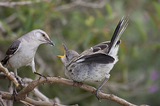 Mockingbirds by Dennis Raffelson